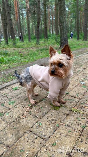 Худи для собак