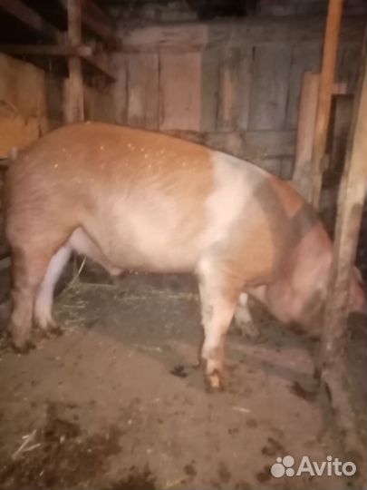 Хряк на племя дюрок