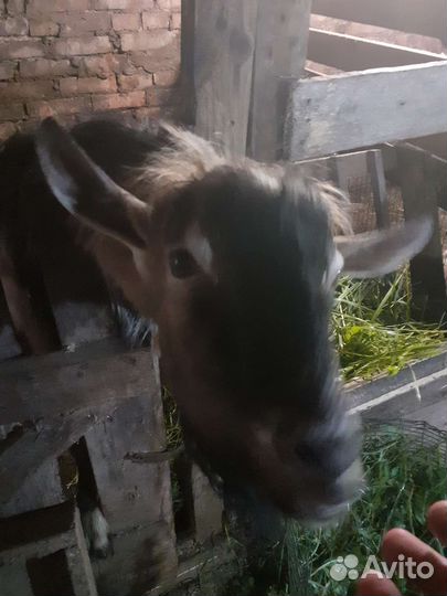 Козел альпийский