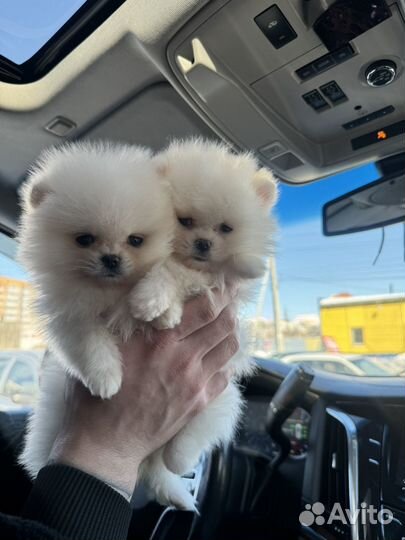 Померанский шпиц