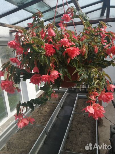 Бегония беллекония