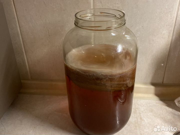 Чайный гриб