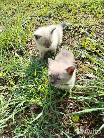 Котята в добрые руки бесплатно
