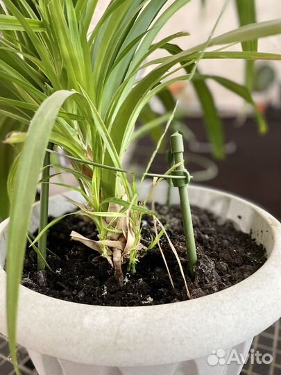 Пальма панданус