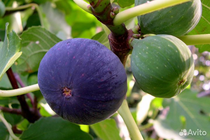 Инжир Крымский Черный (саженец)