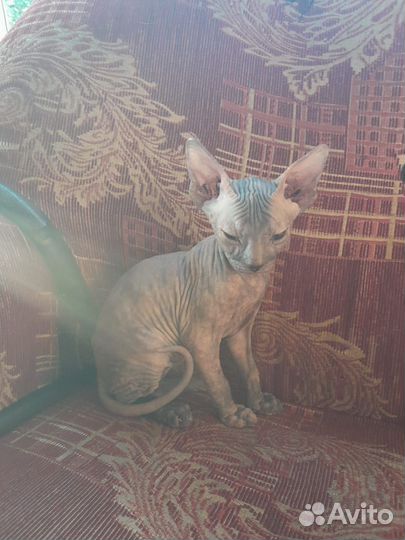 Канадский сфинкс