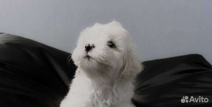 Щенки той-пудель