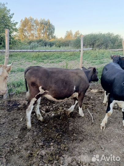 Бычки и телки