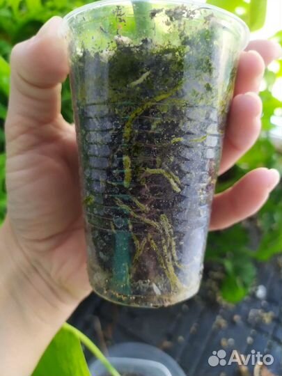 Монстера минима