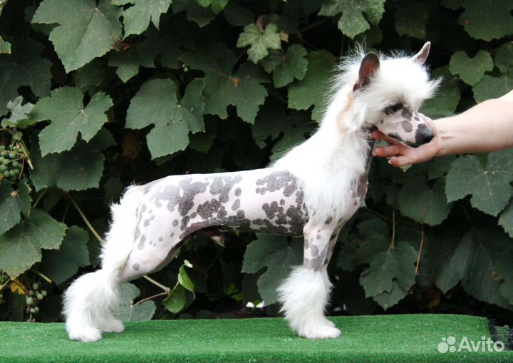 Шикарный щенок китайской хохлатой