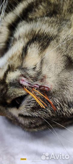 Вызов ветеринара на дом