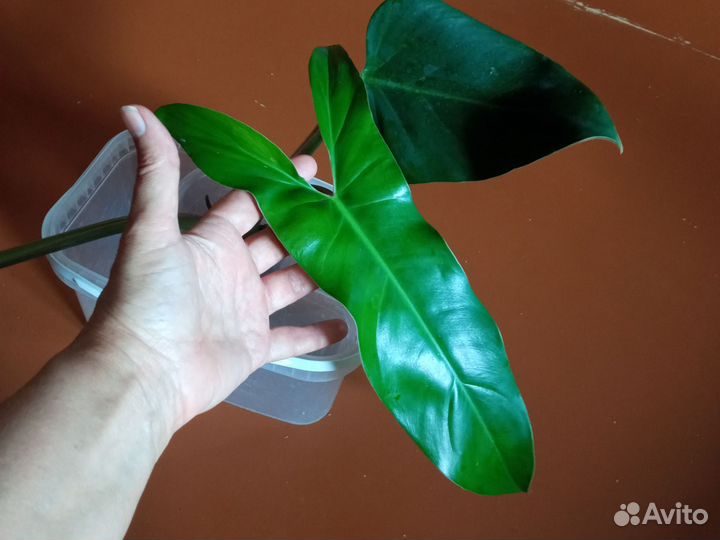 Филодендрон Мексиканум