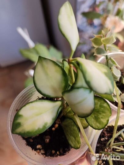 Набор растений с красивой листвой хойи