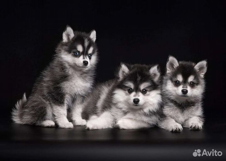 Помски mini хаски