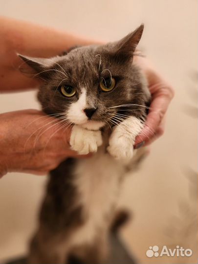 Кот в добрые руки