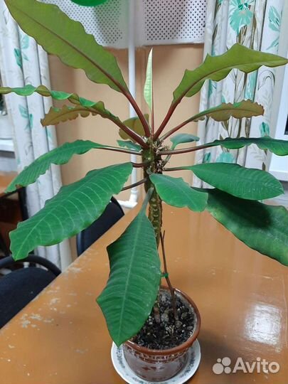 Молочай, толстянка. Кашпо