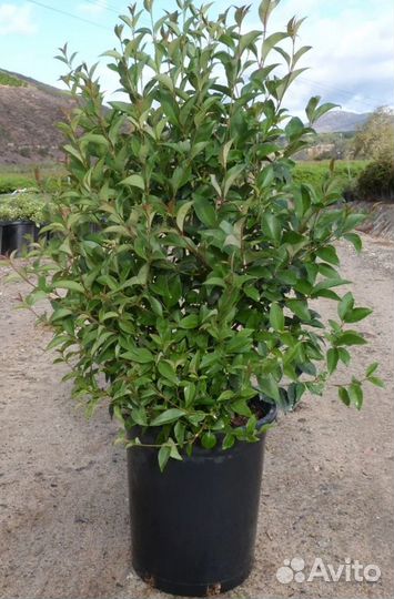 Бирючина опт