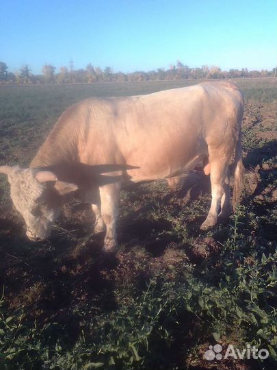 Бык.корова