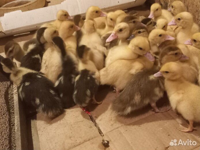 Мускусные утята