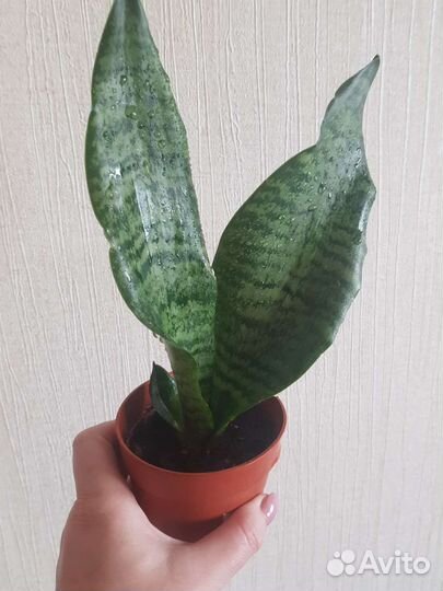 Сансевиерия Ларензи, Ханни, ханни крем