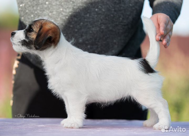 Щенки джек рассел терьер