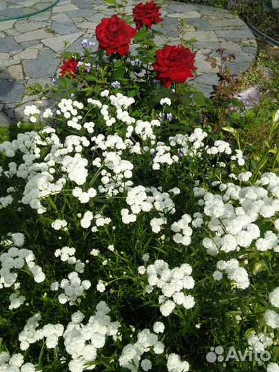 Многолетники жемчужница, тимьян,хосты, гейхеры