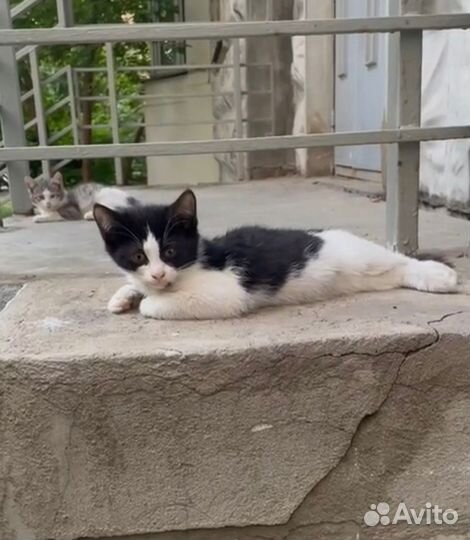 Котята бесплатно