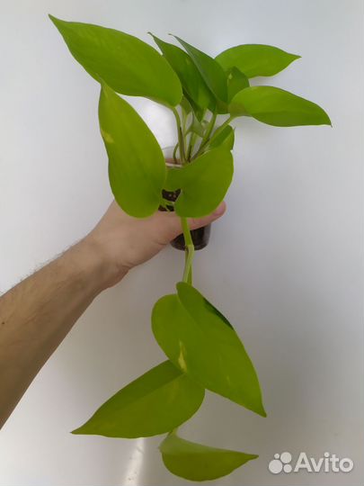 Комнатные растения цветы