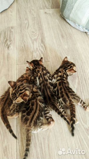 Бенгальская котята