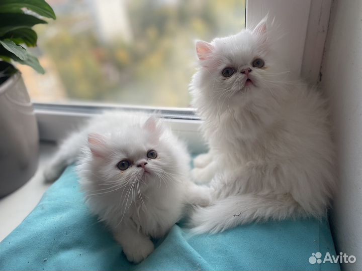 Персидская