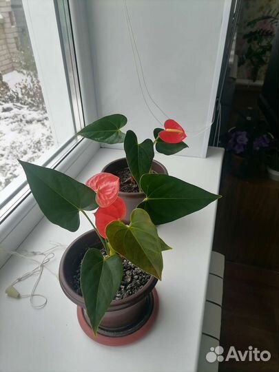 Комнатные цветы антуриум