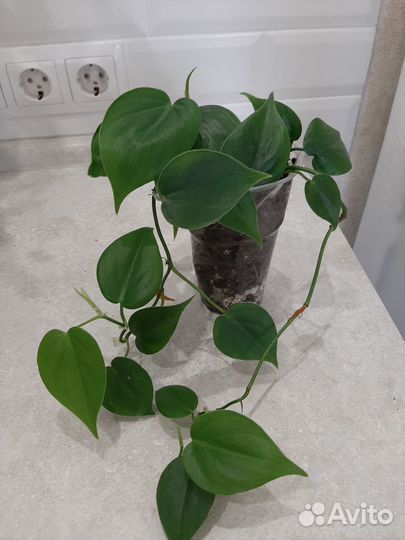 Филодендрон лазящий