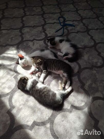 Кошка в дар