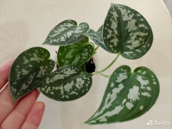 Декоративно лиственные комнатные растения