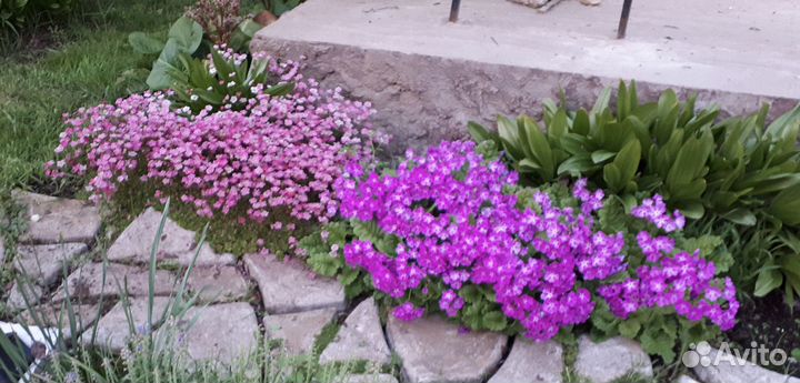 Растения цветы для сада