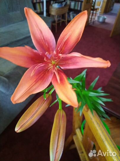 Цветы лилии,примулы