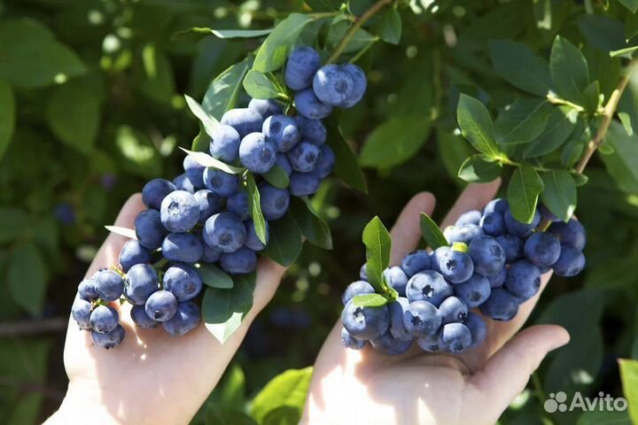 Саженцы крупноплодной голубики