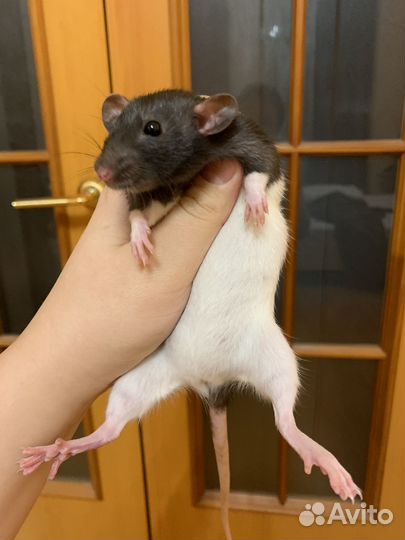 Крысята дамбо