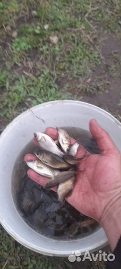 Живец карась