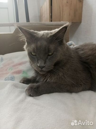 Мейн-кун голубой (мальчик)