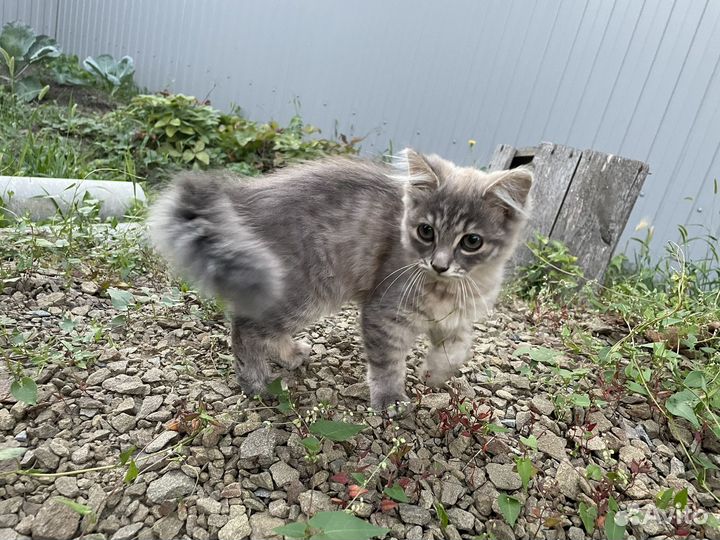 Милый котенок 3,5мес