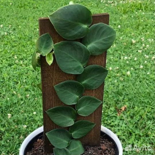 Рафидофора хайи rhaphidophora hayi