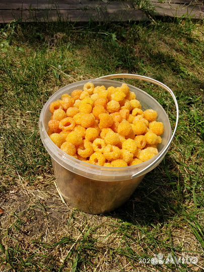 Саженцы малины