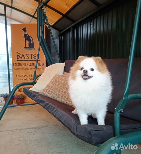 Передержка домашних животных