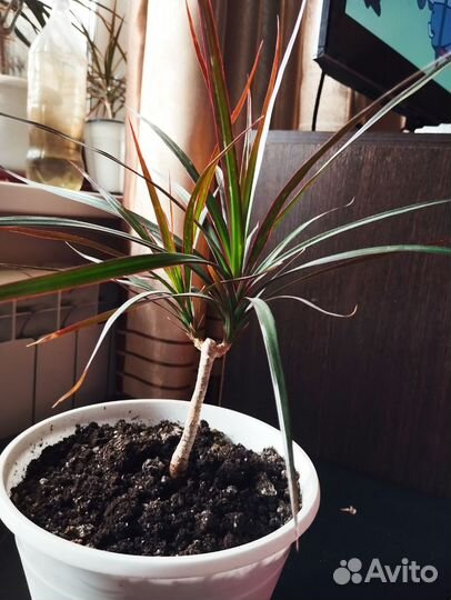 Пальма драцена