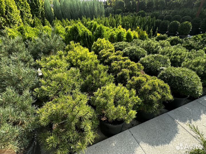 Сосна горная