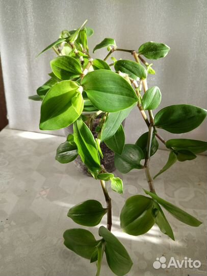 Комнатные растения цветы