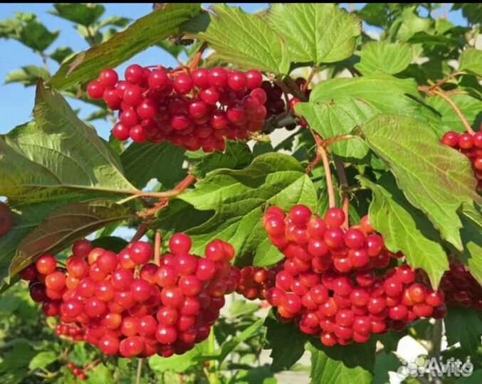 Саженцы калины красной