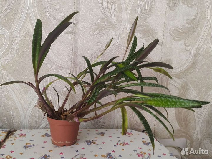 Ледебурия