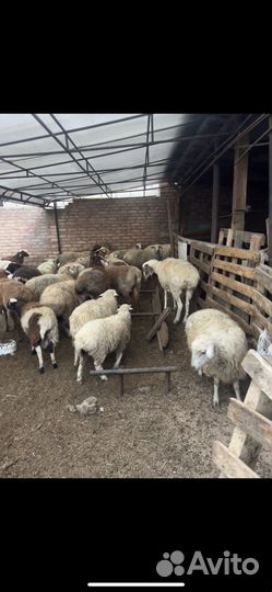 Продаю бараны 35 все вместе отдам за 400т